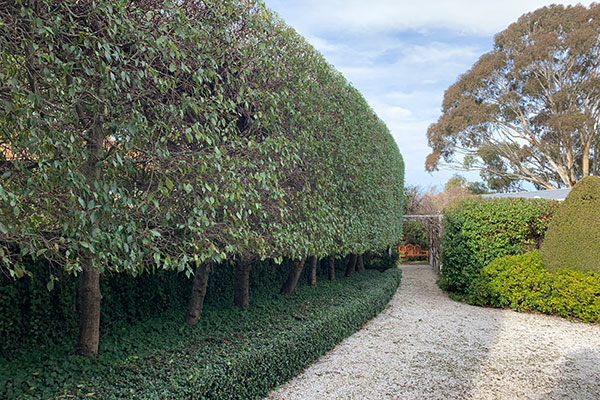 Hedges and Topiary